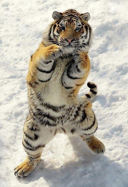 Тигр боксер - большие кошки, тигр, животные, кот - оригинал