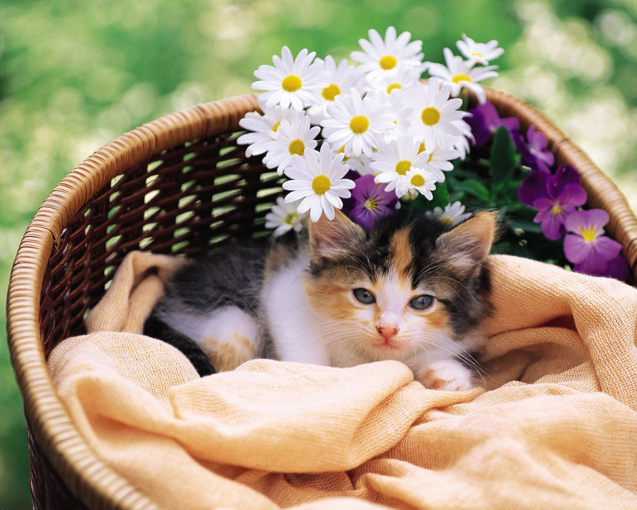 Кошечка на счастье - счастье, в корзине, кошки, животные - оригинал