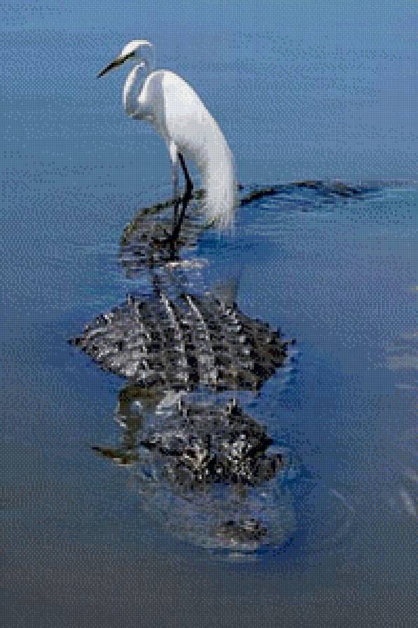 Битый небитого везет - птицы. крокодил.животные.вода - предпросмотр