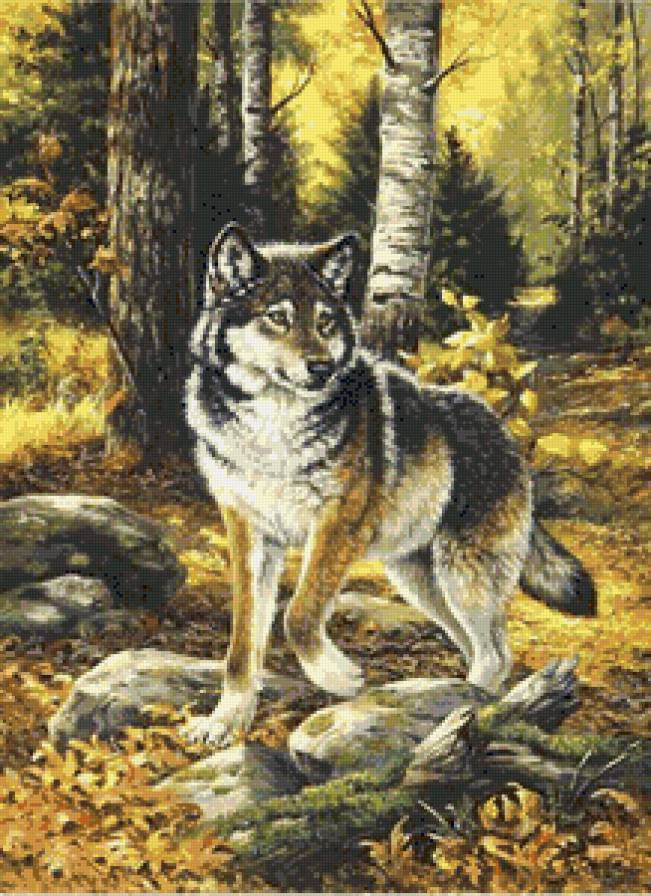 волк - природа, волк, дикие животные, пейзаж - предпросмотр
