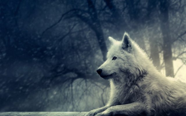 Волк - зима, ночь, волк, животные - оригинал