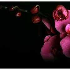 Оригинал схемы вышивки «Розовая Орхидея» (№782501)