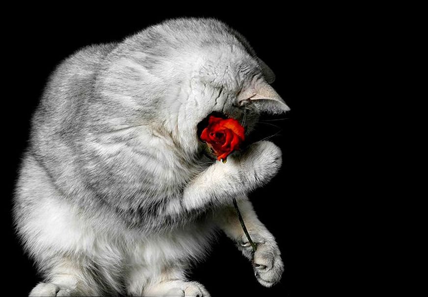 Котенок с розой - роза, , котенок, котенок с розой - оригинал