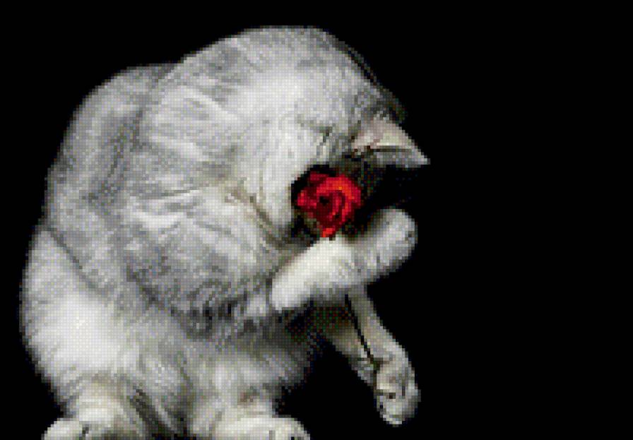Котенок с розой - котенок с розой, роза, котенок,  - предпросмотр