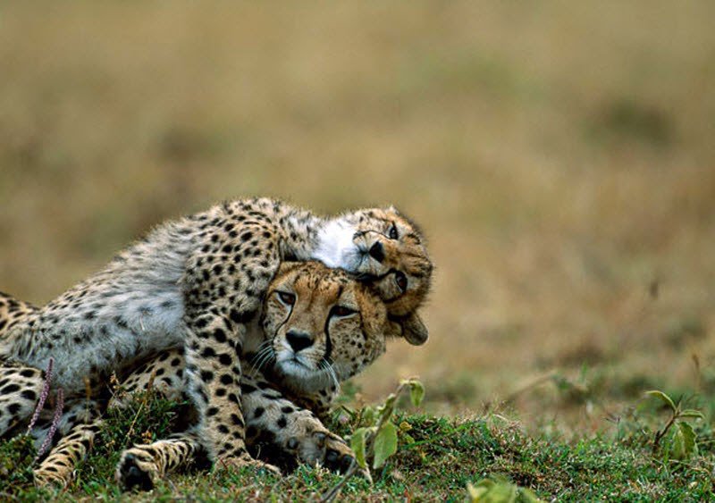 Любовь - любовь, нежность, животные, хищники, двое, леопард - оригинал