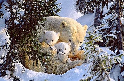 Медведица с малышами - мама, медведица, нежность, любовь - оригинал