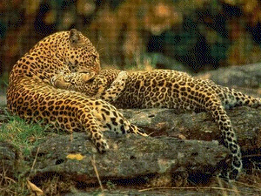 Любовь леопардов - животные, природа, двое, хищники, любовь, леопарды - предпросмотр