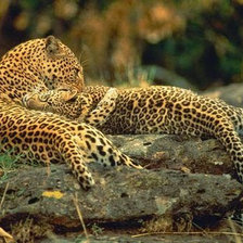 Схема вышивки «Любовь леопардов»