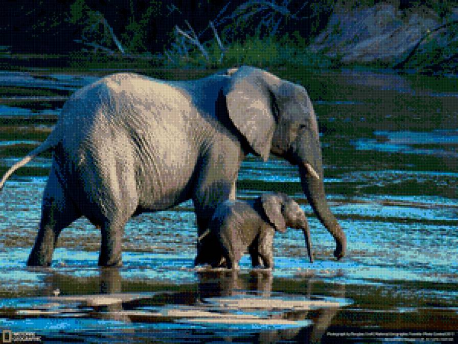 Слоны - животные, слоны - предпросмотр