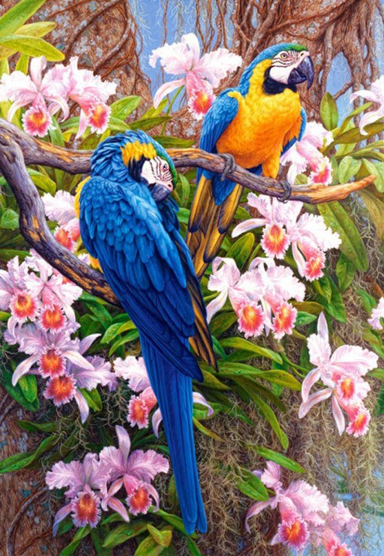 Попугаи - природа, цветы, животные, попугаи - оригинал