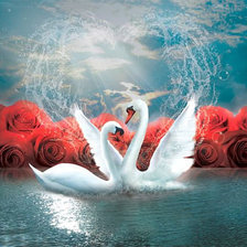лебеди и красные розы