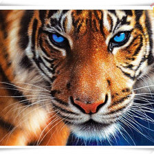 вгляд тигра