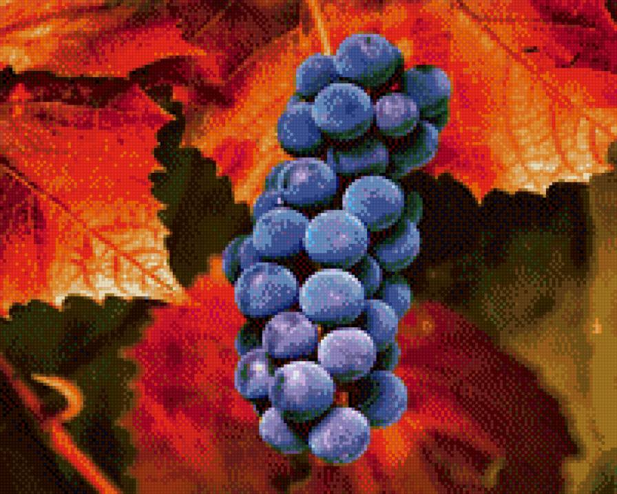 виноград - виноград - предпросмотр
