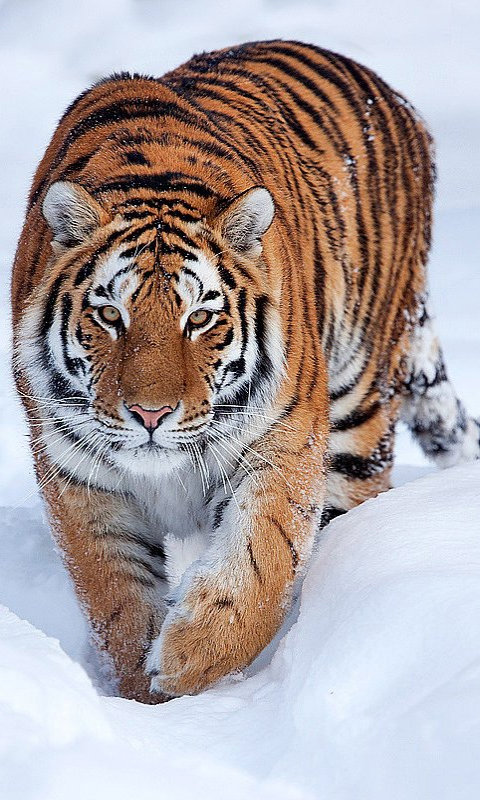 Амурский тигр - зима, тигр, снег - оригинал