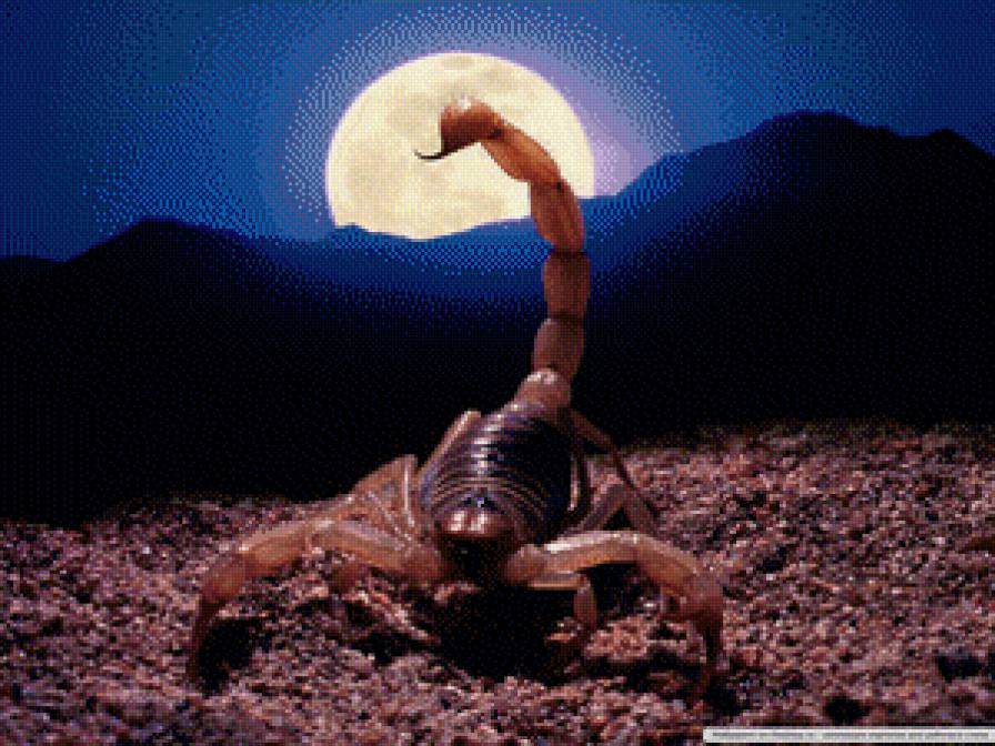 скорпион - скорпион - предпросмотр