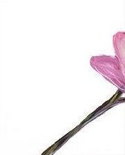 Схема вышивки «розовые орхидеи - 1»