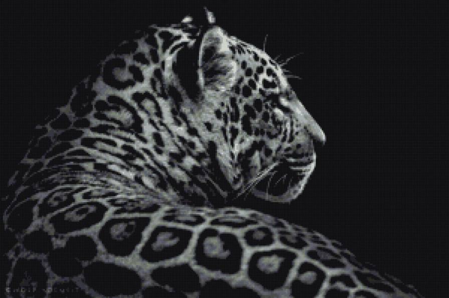 Монозром леопард - черно-белое, черный фон, леопард, монохром, животные - предпросмотр