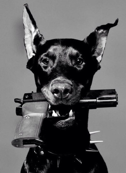 доберман - собака, черное, оружие - оригинал