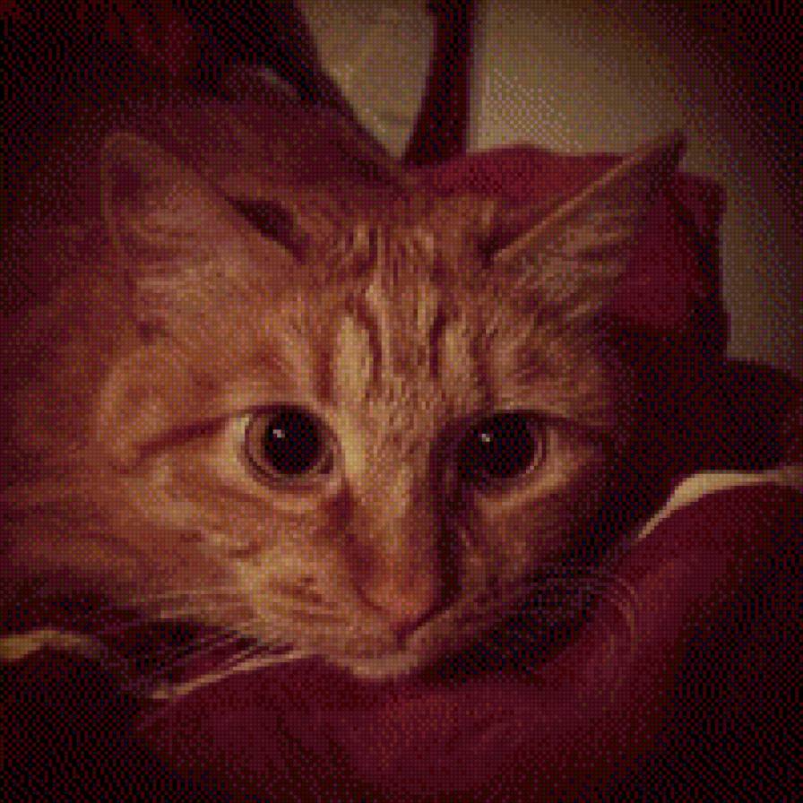 Моя Елизавета Людмиловна - животные, кошка - предпросмотр