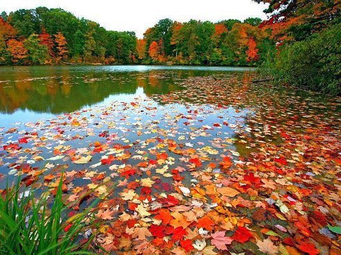Листья на воде - листопад.осень вода - оригинал