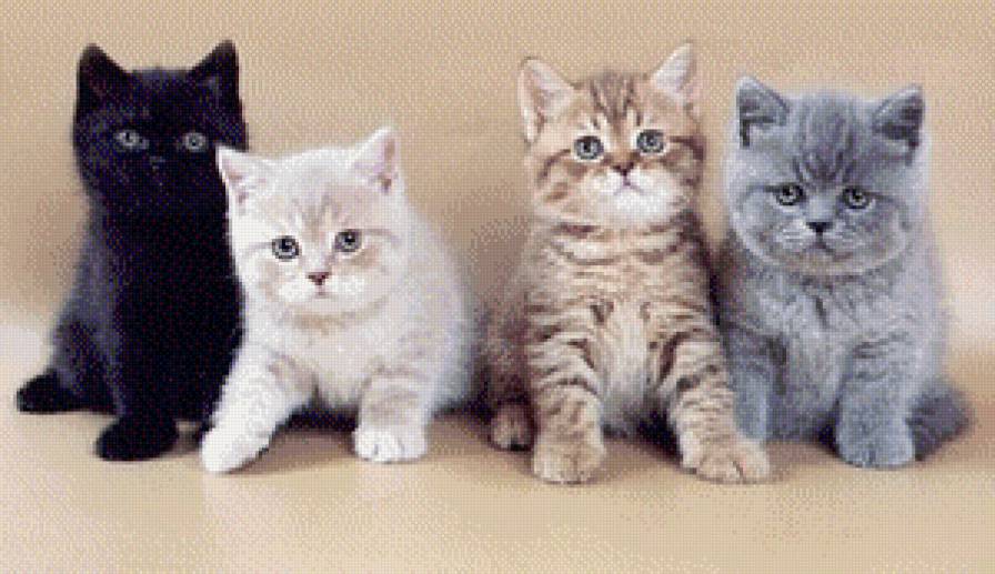 Котятки - кошки, котята, животные - предпросмотр