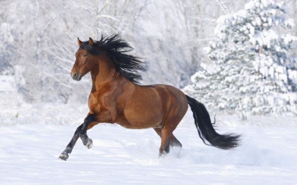 Лошадь на снегу - оригинал
