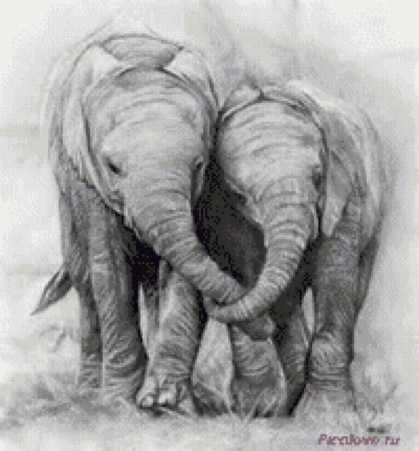 Пара слонов - животные, слоны, пара - предпросмотр