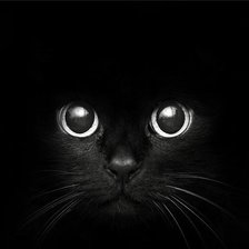 Оригинал схемы вышивки «Кошка на черном фоне» (№790817)