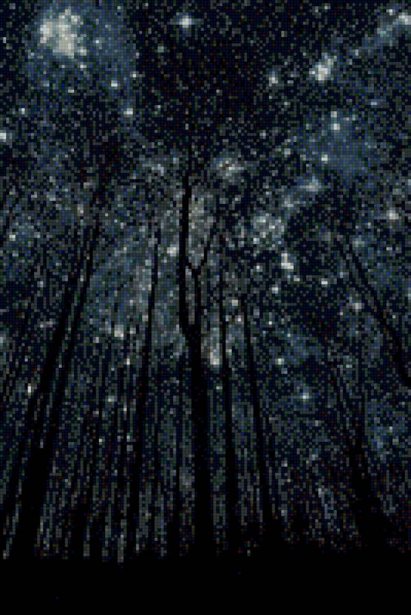 Звездная ночь - деревья, лес, ночь, звезды - предпросмотр
