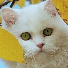 Оригинал схемы вышивки «кошка в желтых листьях» (№792905)