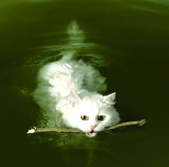 кошка в воде - оригинал
