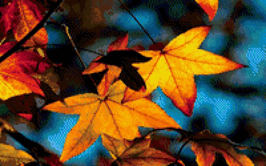 кленовые листья - листья, осень, клен - предпросмотр