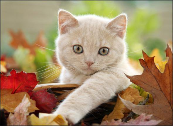 кошечка - котик, кот, кошки, листья, осень, котенок, котята, животные, кошка - оригинал