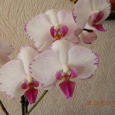 Оригинал схемы вышивки «орхидея» (№794217)