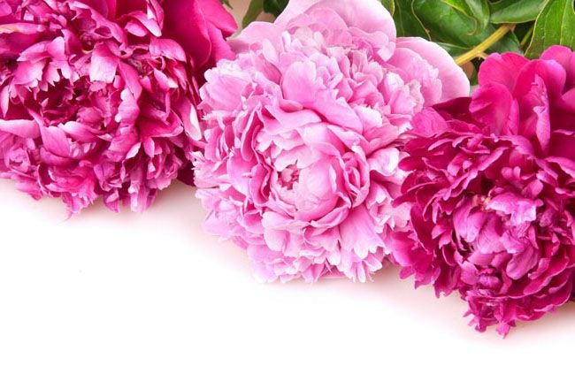 розовые пионы - пионы, цветы - оригинал