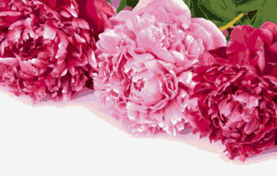 розовые пионы - цветы, пионы - предпросмотр