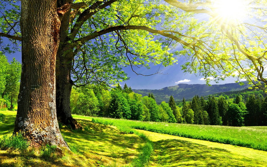 летний день - пейзаж, лес, лето, солнце, луг, природа, времена года, дерево - оригинал