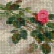 Предпросмотр схемы вышивки «девушка с розами» (№795013)