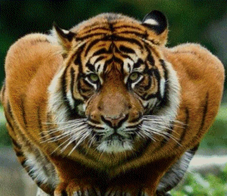 тигр - предпросмотр