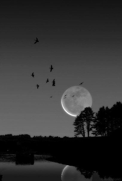 Черно-белое - черно-белое, луна, птицы, ночь - оригинал