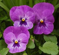 анютины глазки - цветы, виола, мини схема, фиолетовый - оригинал