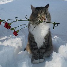 кот-романтик