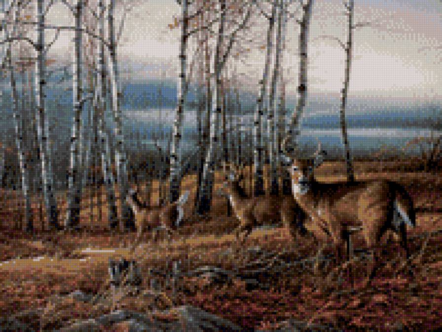 олени в лесу - олень, осень, животные, природа - предпросмотр