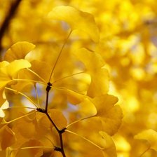 Схема вышивки «Желтая листва»