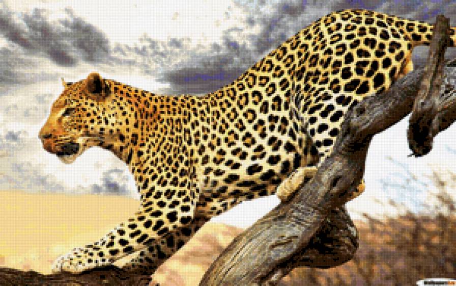 Леопард - дикие звери, животные - предпросмотр