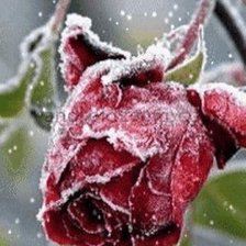 Оригинал схемы вышивки «зимняя роза» (№799028)