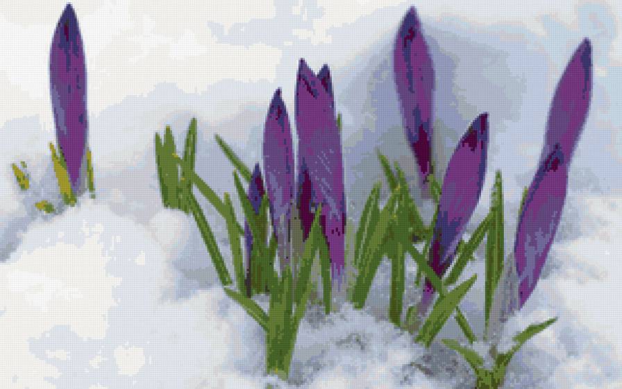 подснежники - снег, цветы, подснежник - предпросмотр