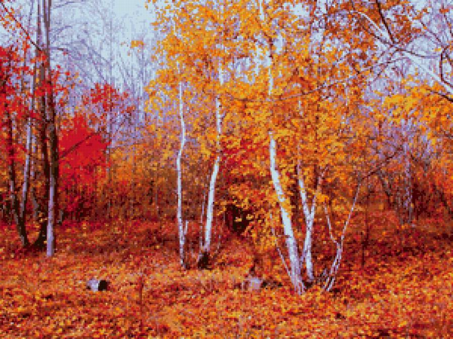золото осени - дерево, пейзаж, осень, лес - предпросмотр