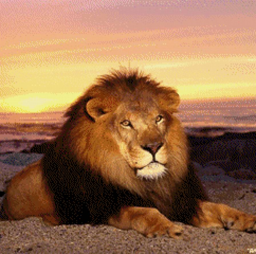 король лев - львы - предпросмотр