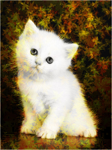 Белый котенок - кот, кошка, котенок - оригинал